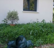 La terre doit être bonne, vu la vitesse à laquelle les (mauvaises) herbes poussent !