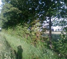 Vue en longueur de la fa&ccedil;ade du terrain (56.30m c&ocirc;t&eacute; route, face au nord). Nous avons la chance de disposer d'une rang&eacute;e de ch&ecirc;nes trentenaires.