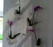 Orchidées au mur