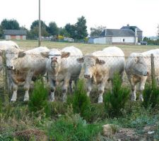 Nos amis les vaches
