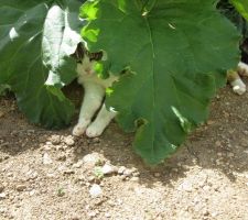 Quand la rhubarbe sert de parasol !