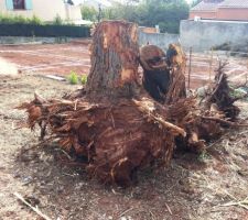 Souche des arbres