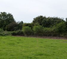 Haie apr&egrave;s d&eacute;brousaillage