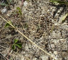 Traces laiss&eacute;es par les habitants actuels.....