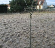 Arbre à déplacer