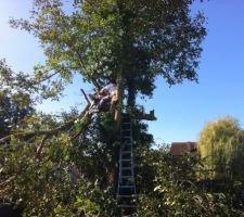 Un veek-end a &eacute;liminer l'arbre qui etait au niveau de salle &agrave; manger