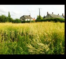 Notre terrain avec ses herbes hautes pas encore coup&eacute;