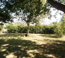 Avant que l'on commence a couper la v&eacute;g&eacute;tation (entr&eacute;e de la future maison)