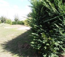 Avant que l'on commence a couper la v&eacute;g&eacute;tation