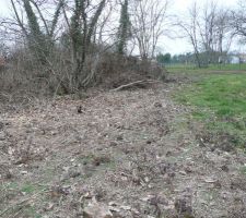 Au revoir les arbres !!