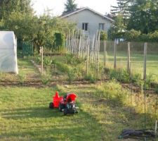 Et voilà les cyprès sont plantés !!!