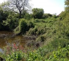 Terrain du bas avec marre
au d&eacute;but