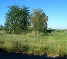 Notre terrain brut de pomme