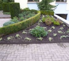 Des pervenches en guise de couvre-sol plantées par mamy