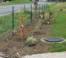 Haie libre composée pour 1/3 de persistants (laurier, fusain du japon, troène, photinia), 1/3 d'arbres (copalme d'amériaue, érable, pommier à fleur, cerisier à fleur, magnolia, sorbus, tuliper...) et 1/3 d'arbustes (érable japonais, hibiscus, kolkwitzia, corète, deutzia, aronia, berberis, lila des indes...) Vivement que ça pousse !