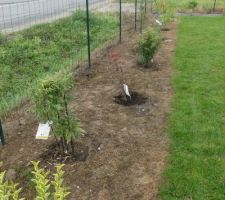 Haie libre composée pour 1/3 de persistants (laurier, fusain du japon, troène, photinia), 1/3 d'arbres (copalme d'amériaue, érable, pommier à fleur, cerisier à fleur, magnolia, sorbus, tuliper...) et 1/3 d'arbustes (érable japonais, hibiscus, kolkwitzia, corète, deutzia, aronia, berberis, lila des indes...)

Vivement que ça pousse !