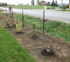 Haie libre composée pour 1/3 de persistants (laurier, fusain du japon, troène, photinia), 1/3 d'arbres (copalme d'amériaue, érable, pommier à fleur, cerisier à fleur, magnolia, sorbus, tuliper...) et 1/3 d'arbustes (érable japonais, hibiscus, kolkwitzia, corète, deutzia, aronia, berberis, lila des indes...) Vivement que ça pousse !