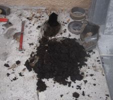 Sorte d'"humus" noir&acirc;tre sorti du h&eacute;risson !