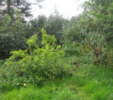 Deuxi&egrave;me visite avant signe compromis la nature avais bien pousser