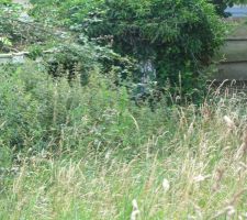 Vive le coup d&eacute;broussailleur