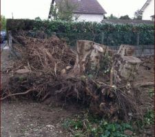 Dessouchage des arbres