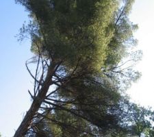 Chute du pin menaçant la future maison