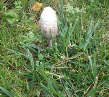 Vero chez nous aussi !!!des champignons !!!