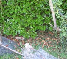 Demolition cage &agrave; poules