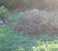 Destructions des petits arbres