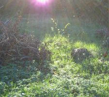 Terrain avant travaux