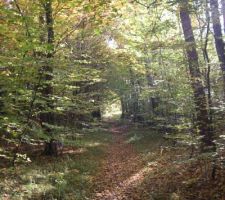 En se rendant au chantier dimanche matin :-) la forêt changent de couleur ...