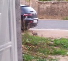 Petit lapin nain pris façon paparazzi, qui se balade toujours aux alentours de la maison.