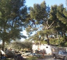 Debut de coupe des arbres