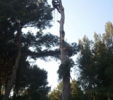 Petit a petit &ccedil;a coupe