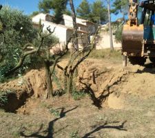 Ont d&eacute;placent les oliviers