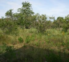 ... en tout cas, &ccedil;a pousse mais pas forc&eacute;ment de la mani&egrave;re souhait&eacute;e...