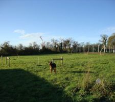 Mon chien qui surveille d&eacute;j&agrave; sa "maison".