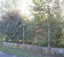 Terrain vierge avant destruction cabanon 2