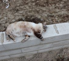 Le chat du voisin vérifie que le vide sanitaire est bien droit... :)