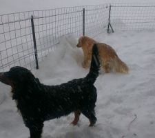 La neige est la...