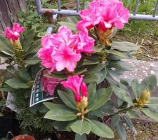 Rhododendron