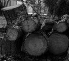 Du bois encore! un enorme pin abatu