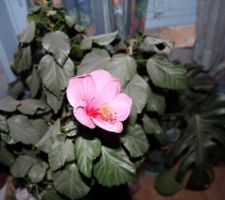 Malgrés tout les plantes fleurisse parmis la poussiere et les gravats
