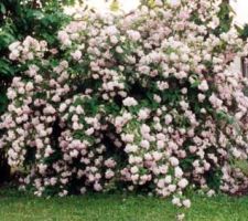 Deutzia x hybrida mont rose