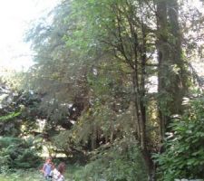 Terrain totalement en fiche pas entretenu depuis 4 ans