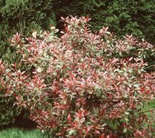 Photinia x fraseri red robin