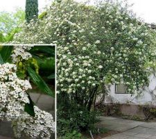 Viburnum pragense