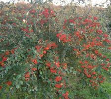 Cotoneaster lacteus