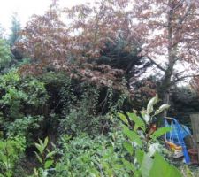 Un aperçu du jardin qui doit être nettoyé par la société de démolition...quelques mois laissé à l'abandon, et ça pousse fort.