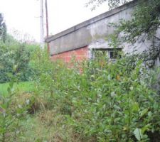 Vue du jardin qui doit être nettoyé par la société de démolition...ça a bien poussé depuis notre visite du printemps !